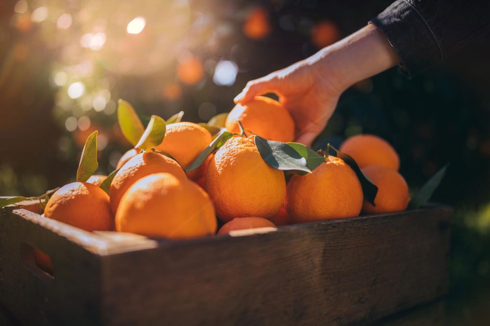 pile-of-oranges