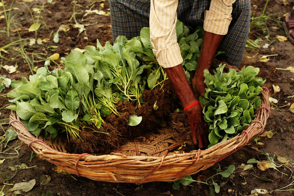 planting greens