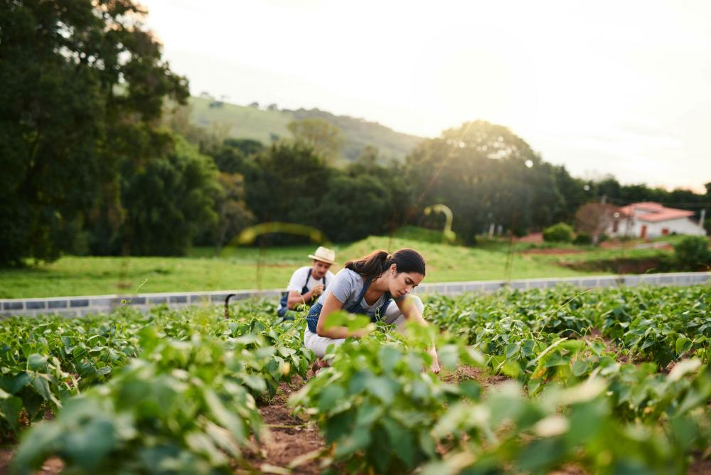 picking lettuce