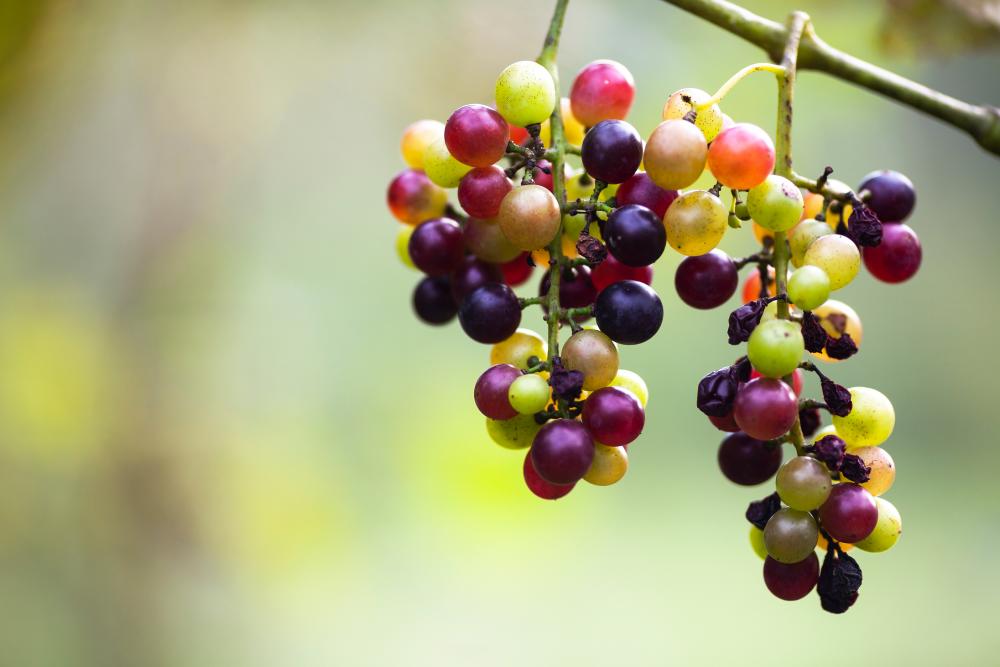 grapes