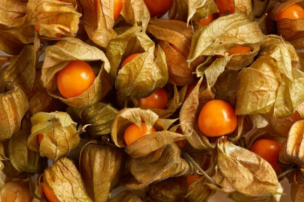 groundcherry-fm