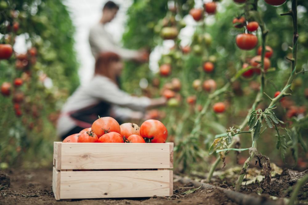 Tomatoes