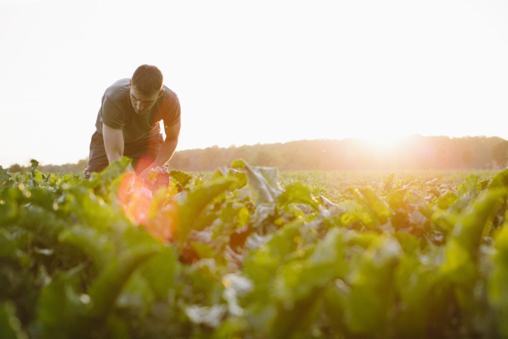 Picking Greens