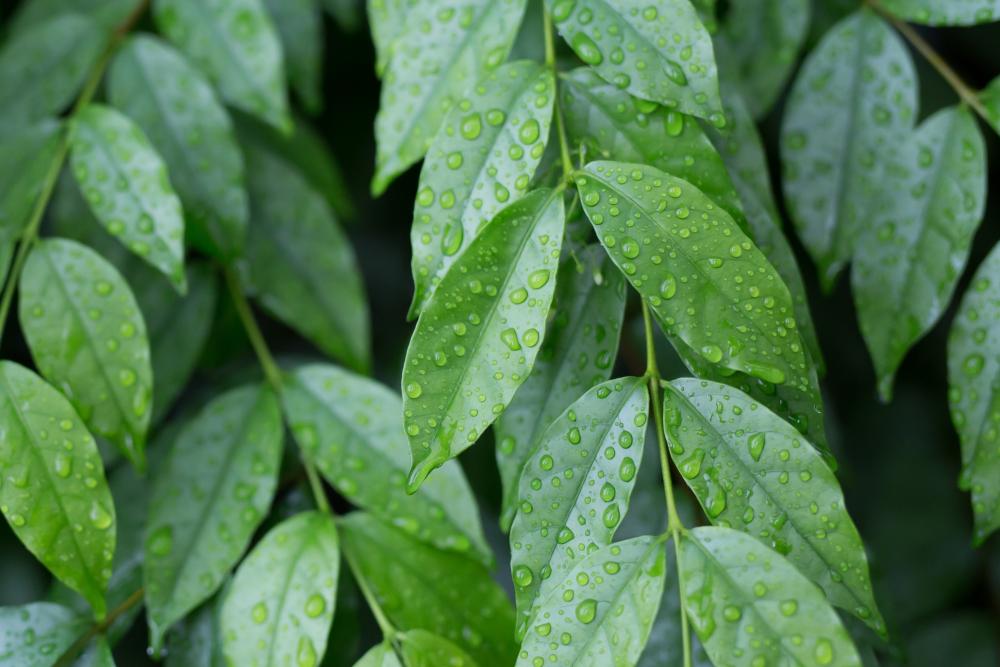 green-leaf