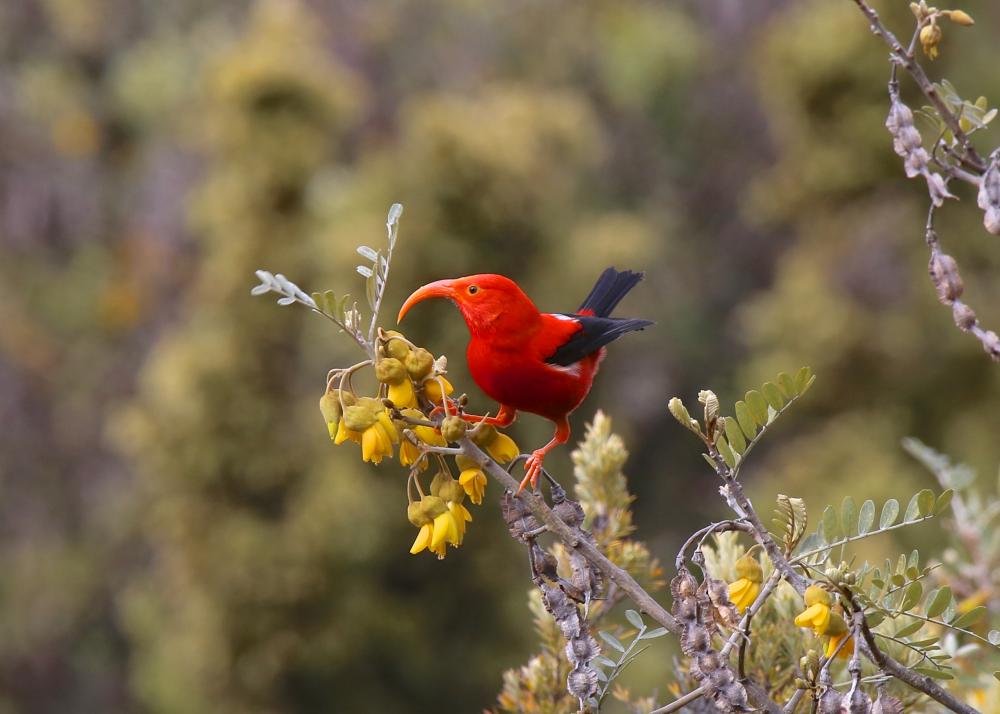 red-bird