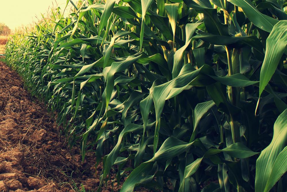 crops in field