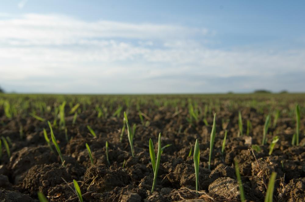 field-crops