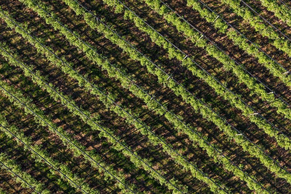 aerial-vines