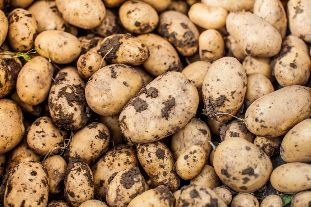 harvested-potatoes