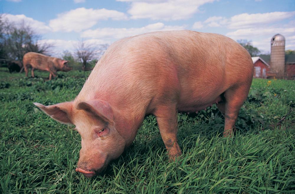 pig