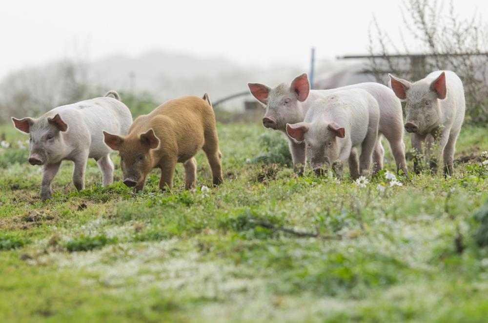 Pigs