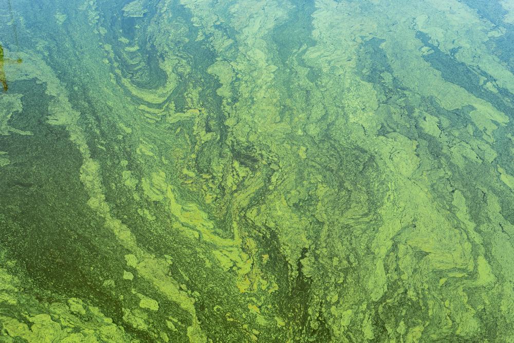 green-surface