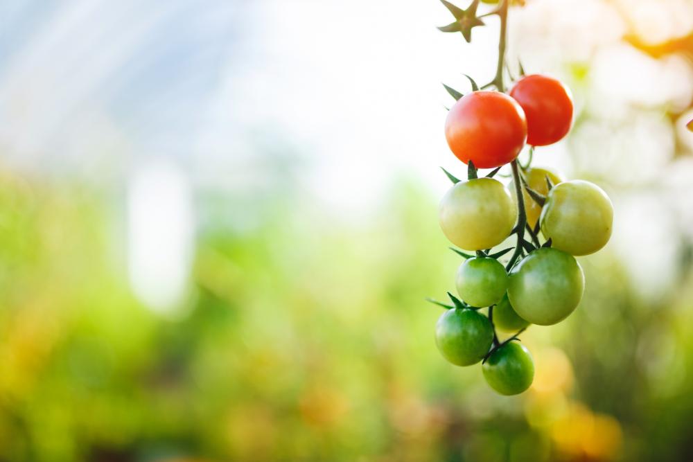 plants-tomato