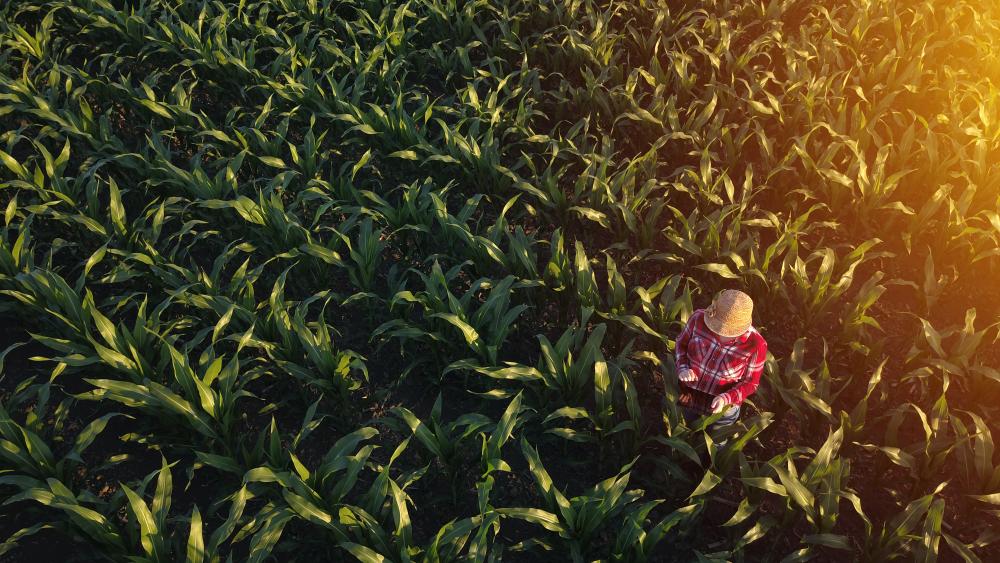 Farmer in potato field