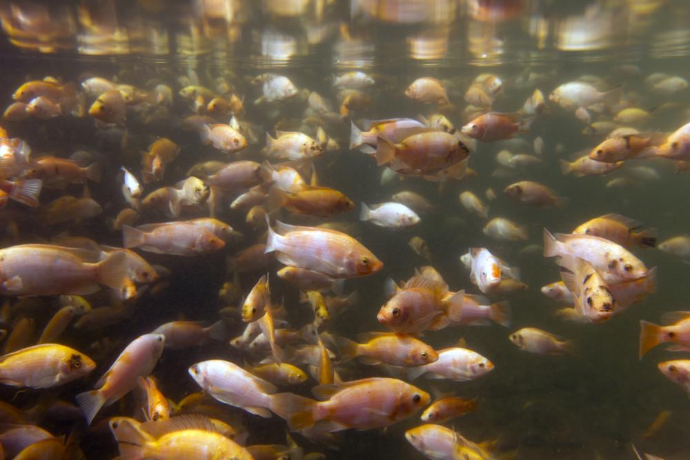 tilapia-fish farm