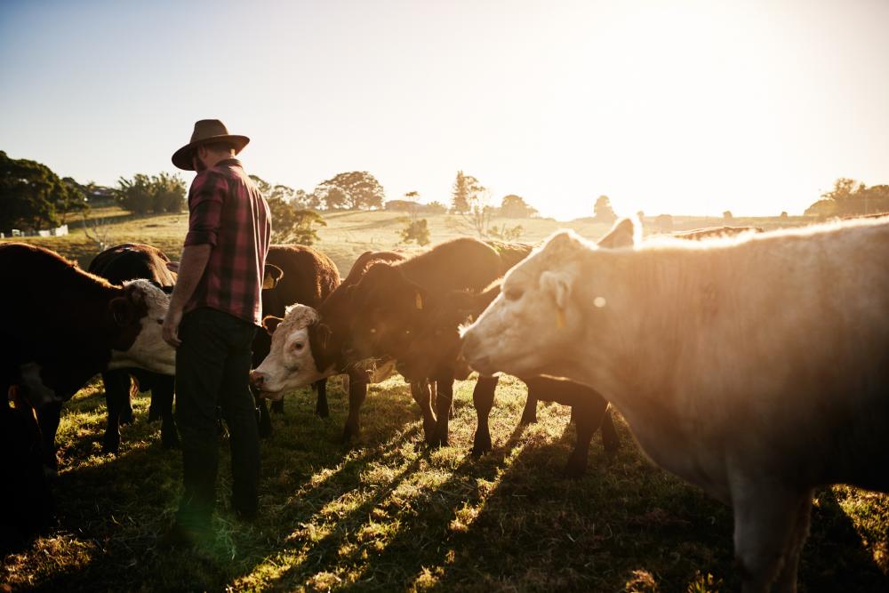 farmer-cattle