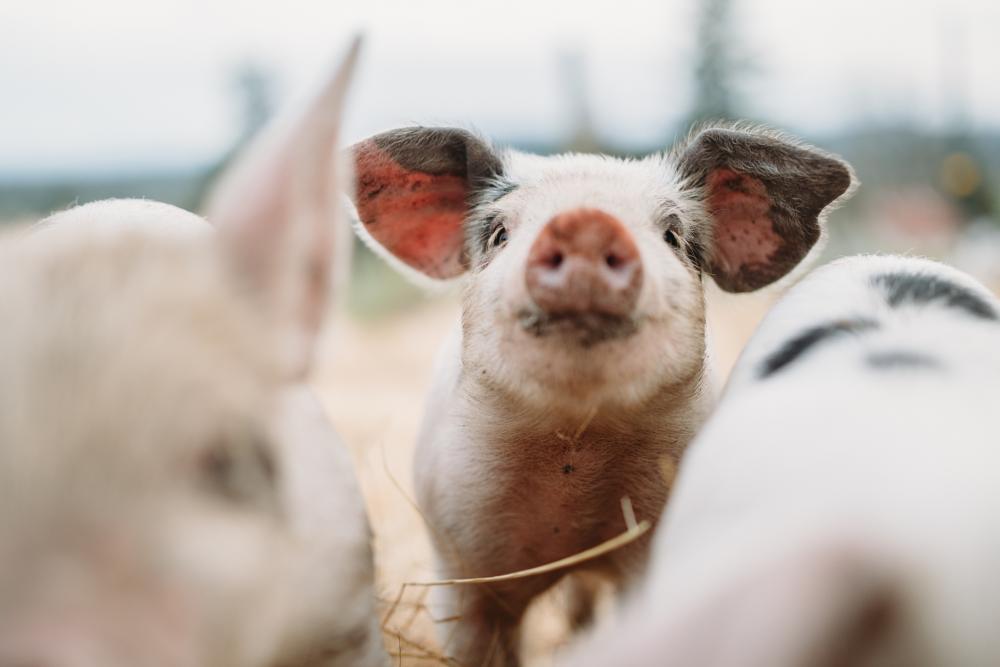 baby-pig