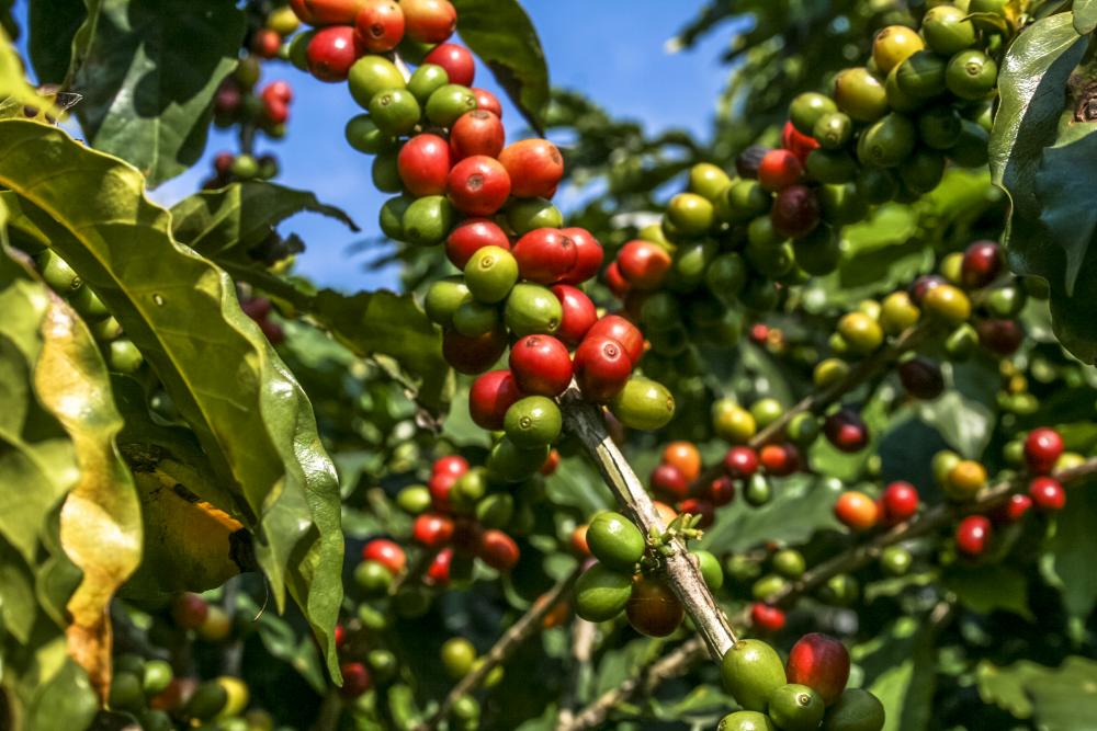 coffee-beans