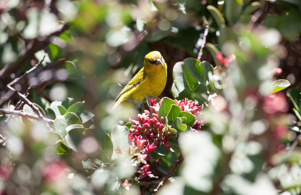 Yellow Maui Amakihi Honeycreeper