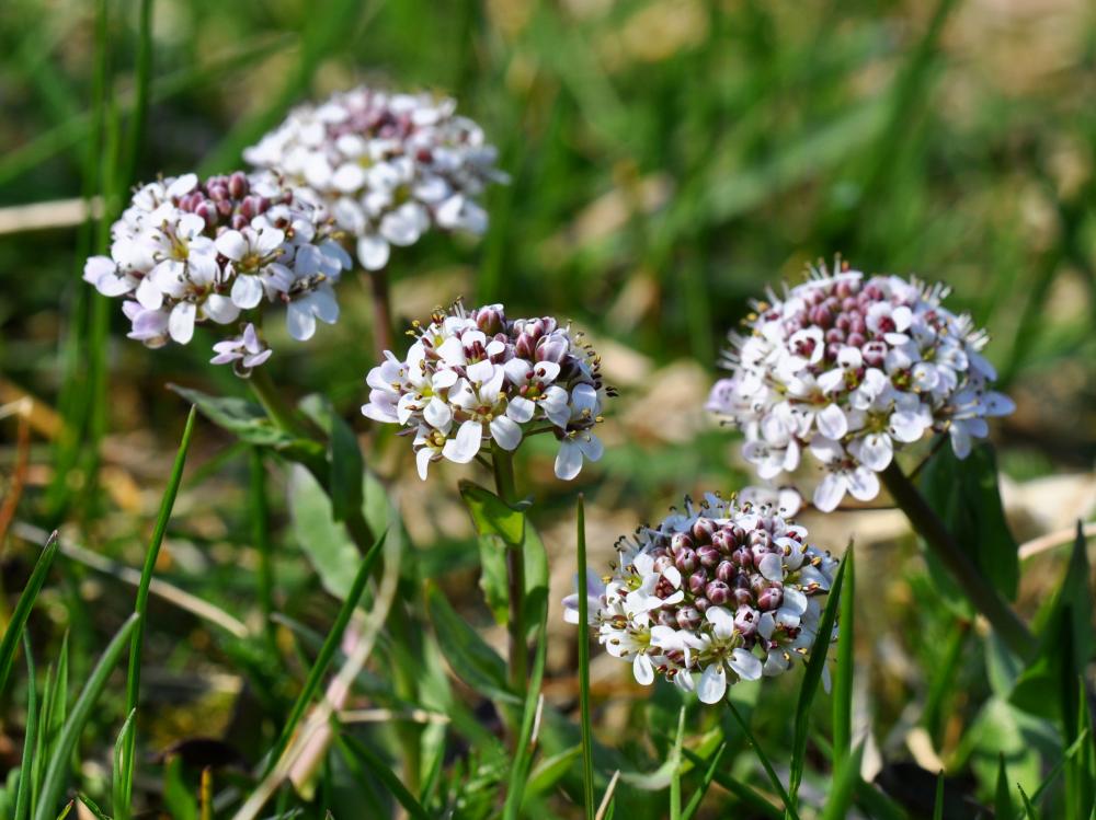 pennycress