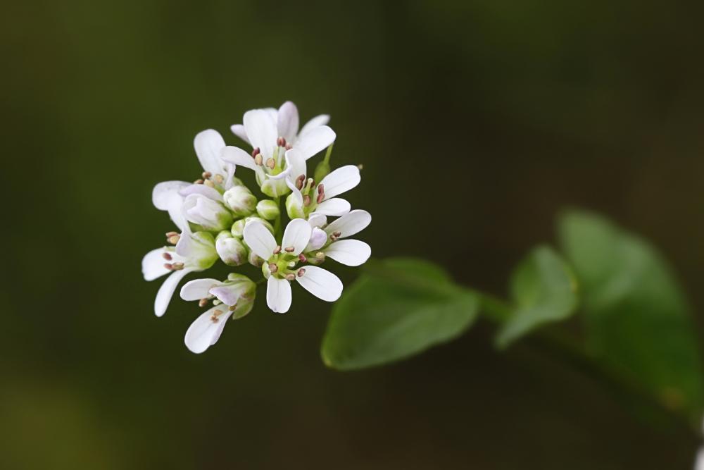 pennycress