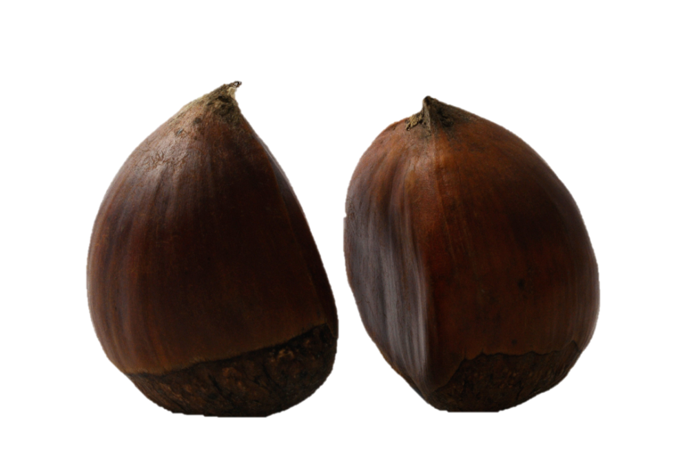 Chestnuts on white background