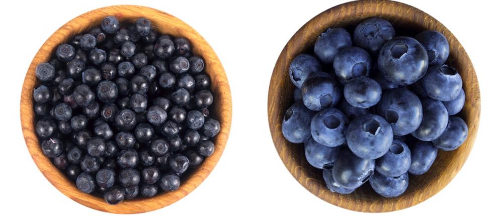 Breeding blueberries 